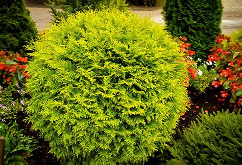 Magical Globe Arborvitae: A Royal Addition to Your Garden